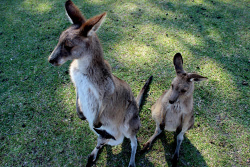 Kangaroo